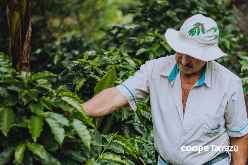 Colaborador de la Hacienda Cafetelera CoopeTarrazú